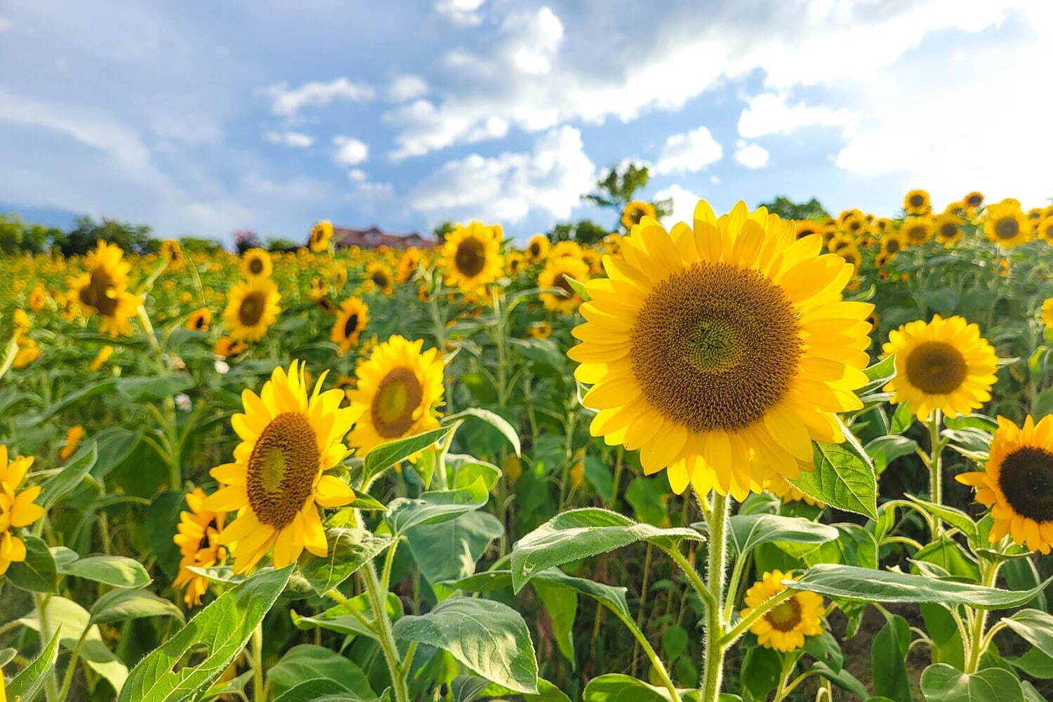 大阪「堺・緑のミュージアム ハーベストの丘」7万本のひまわりが開花、広大な敷地を鮮やかなに彩る