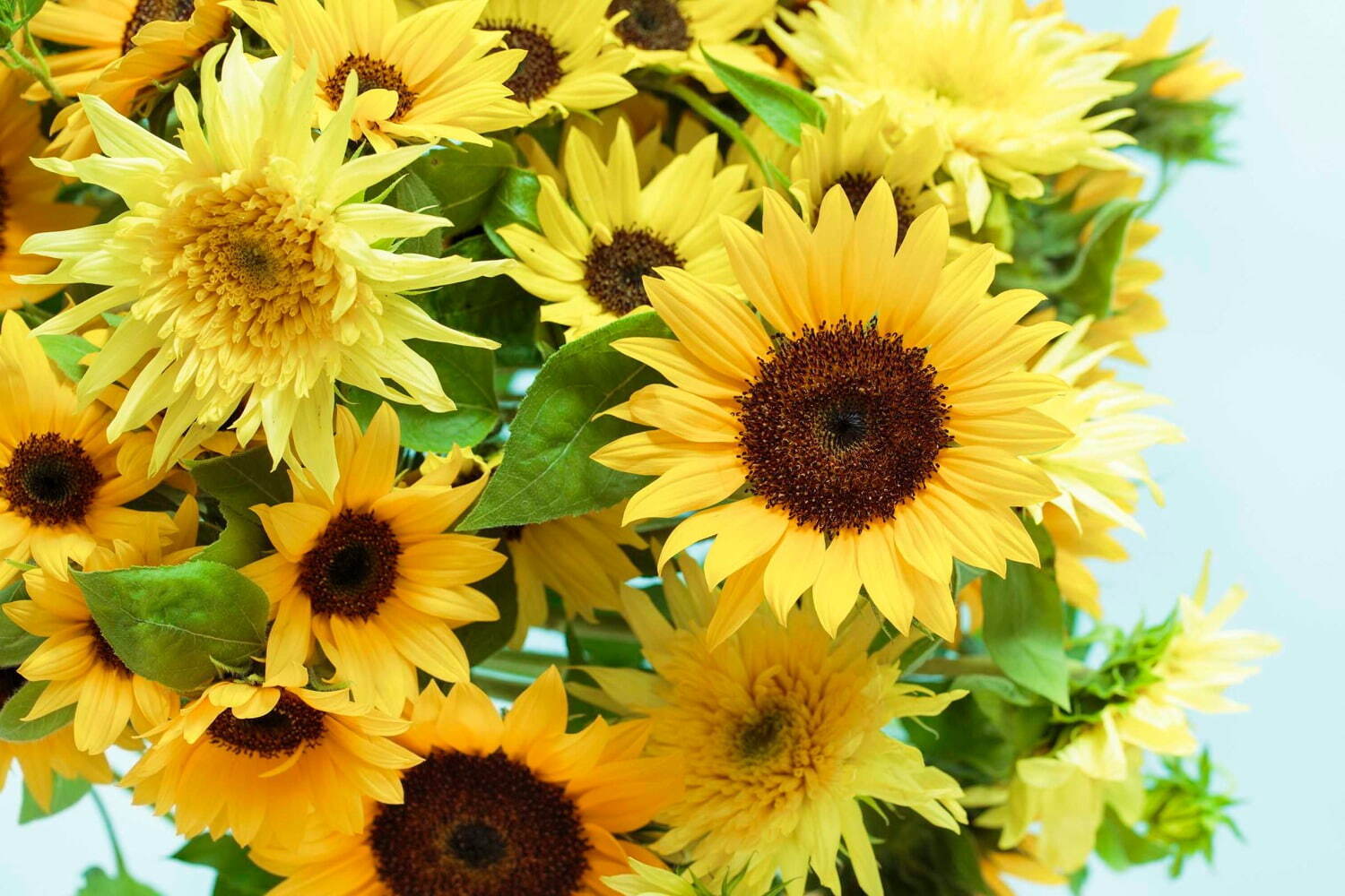 「青山ヒマワリ祭り」