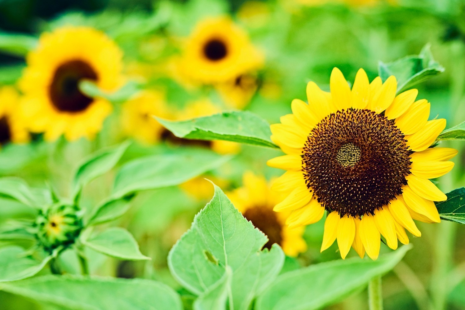 神戸布引ハーブ園／ロープウェイ「ひまわり畑」