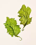 ピエール・エルメ・パリ(PIERRE HERMÉ PARIS) ダムダム トウキョウ｜写真24