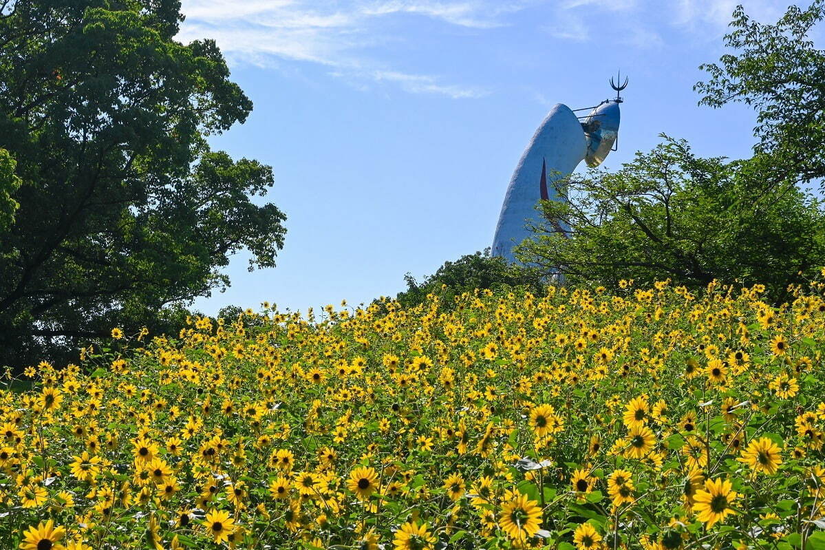 大阪「万博記念公園 ひまわりフェスタ」太陽の塔に向かって咲き誇る約12,000本、キッチンカーも｜写真2