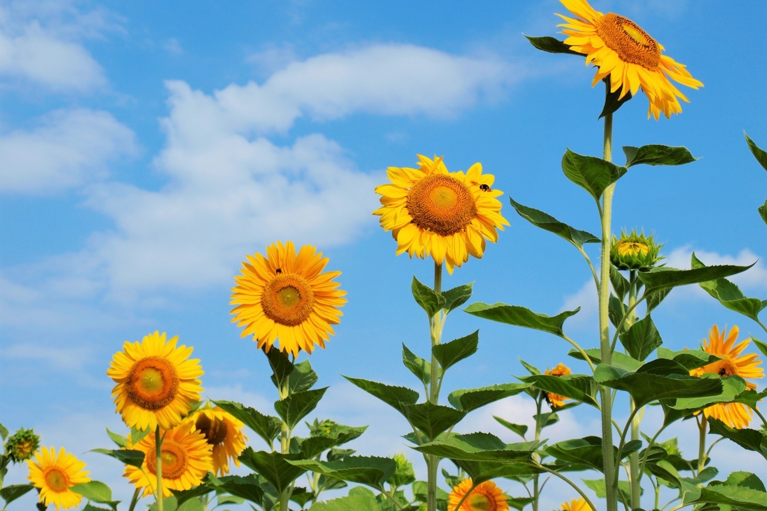 大阪「万博記念公園 ひまわりフェスタ」太陽の塔に向かって咲き誇る約12,000本、キッチンカーも
