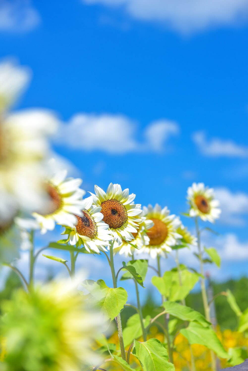 広島・世羅高原農場「ひまわりまつり」王道から白いひまわりまで60品種が見頃に、花が浮かぶプールも｜写真3