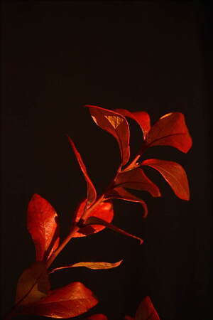 ブルーブルージャパン(BLUE BLUE JAPAN) 2023-24年秋冬ウィメンズ&メンズコレクション  - 写真1