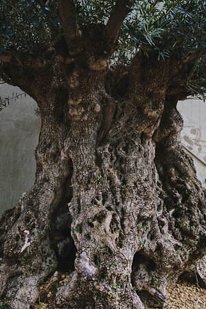 キャプテン サンシャイン(KAPTAIN SUNSHINE) 2023-24年秋冬ウィメンズ&メンズコレクション  - 写真38