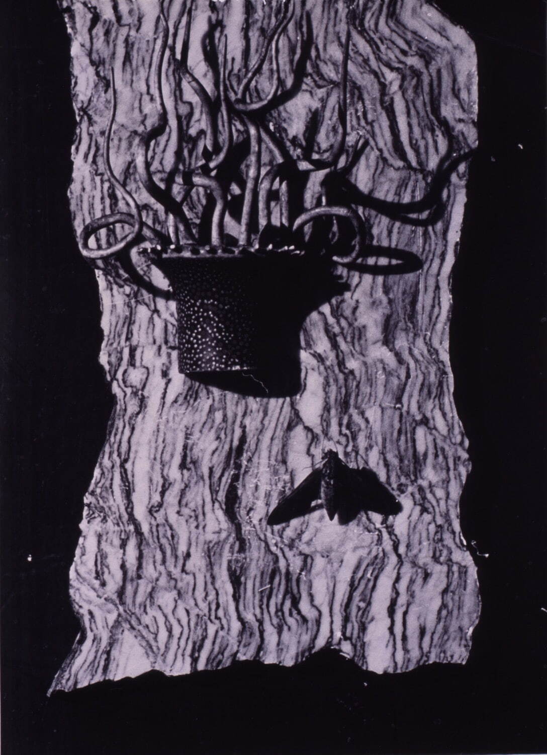 安井仲治 《(虫)》 1938年頃 個人蔵(兵庫県立美術館寄託)