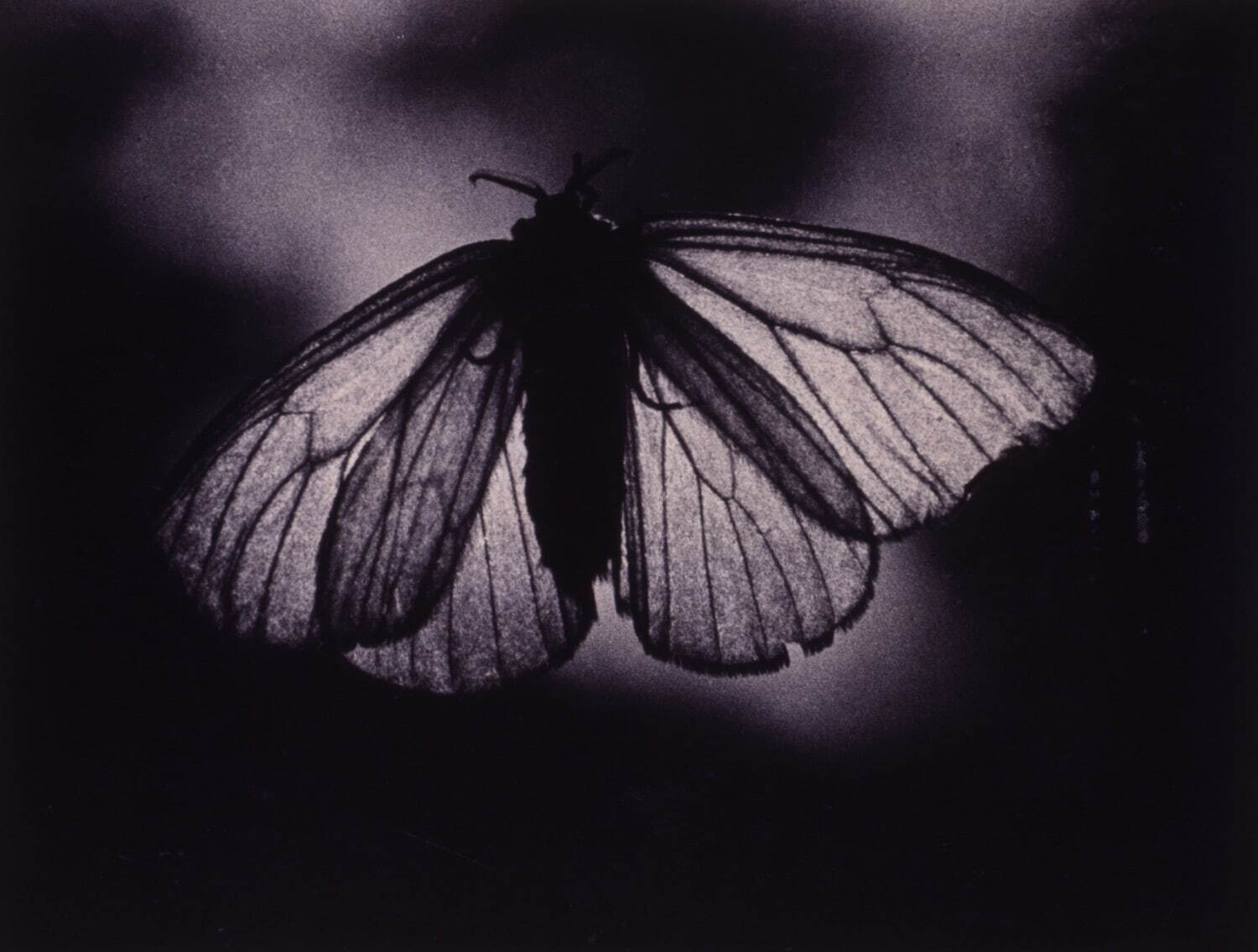 安井仲治 《蛾(二)》 1934年 個人蔵(兵庫県立美術館寄託)