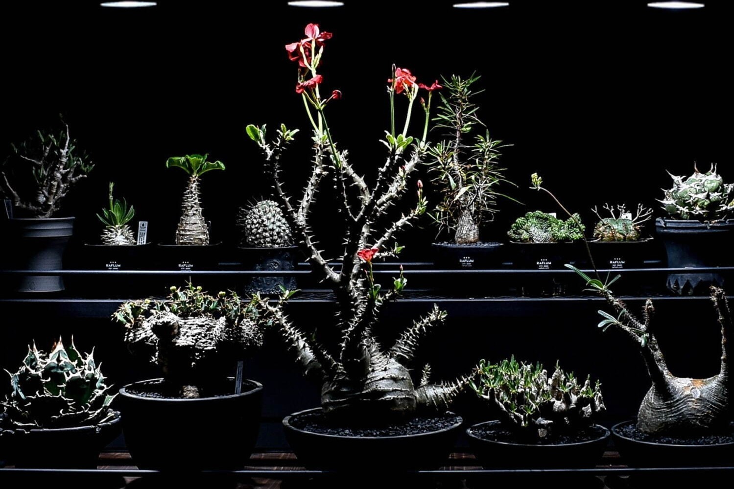 阪急メンズ東京「ラフラム」