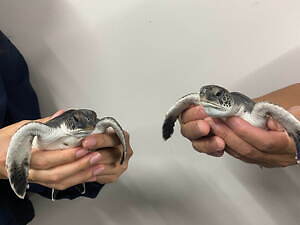 すみだ水族館の新常設展示「オガサワラベース」大水槽と繋がる“小笠原諸島のいきもの”が集結するエリア｜写真3