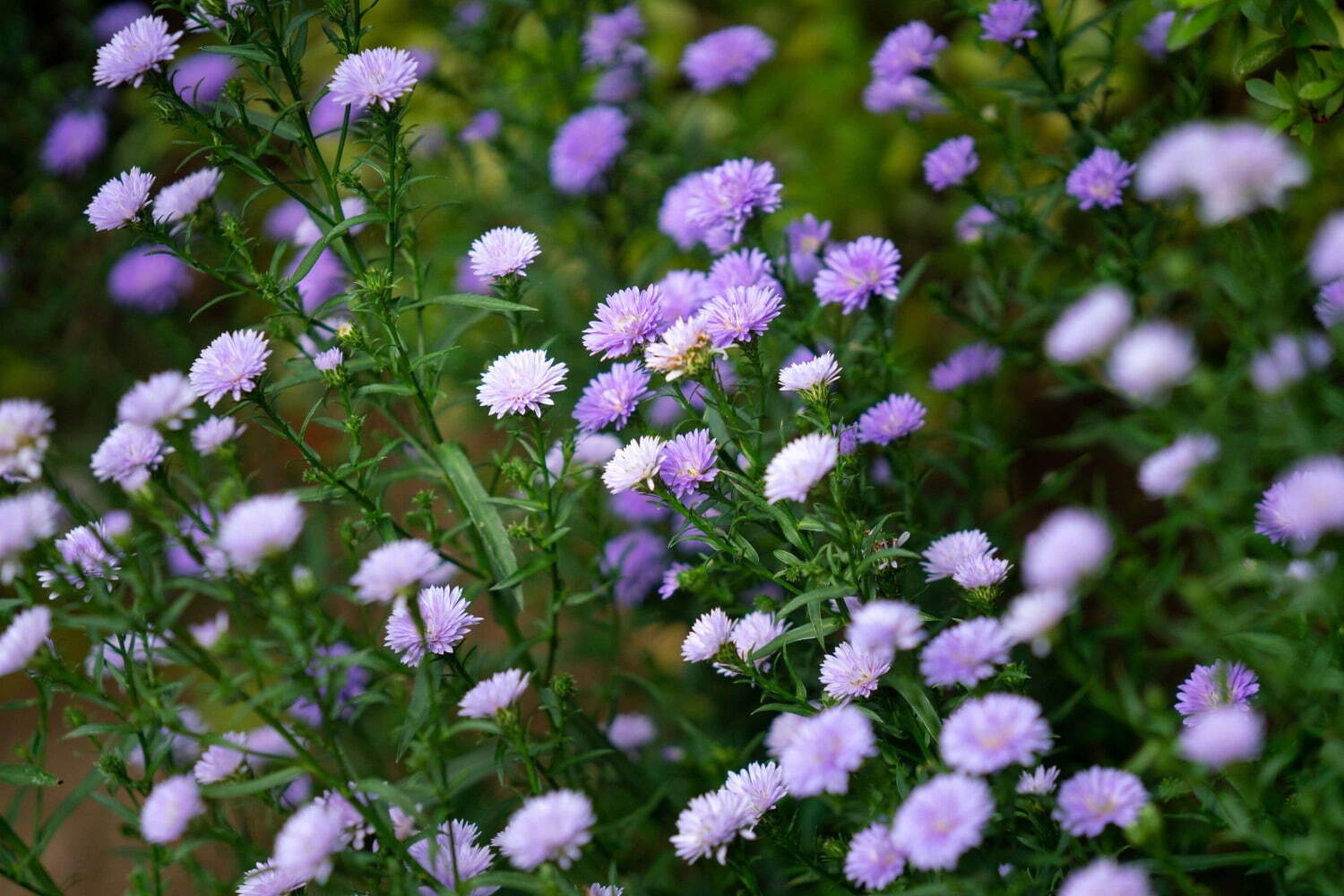 上野東照宮“ダリア”を観賞する秋の特別祭典、100種200株以上の花々が見頃に｜写真3