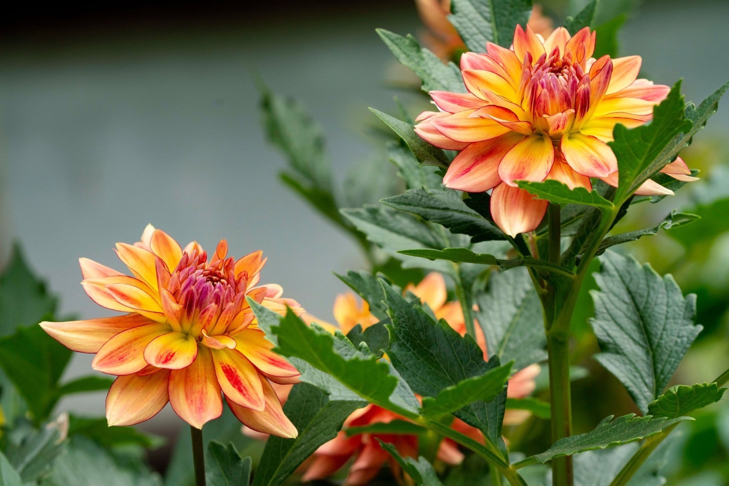 フラワーパーク(花庭園)｜上野東照宮“ダリア”を観賞する秋の特別祭典、100種200株以上の花々が見頃に