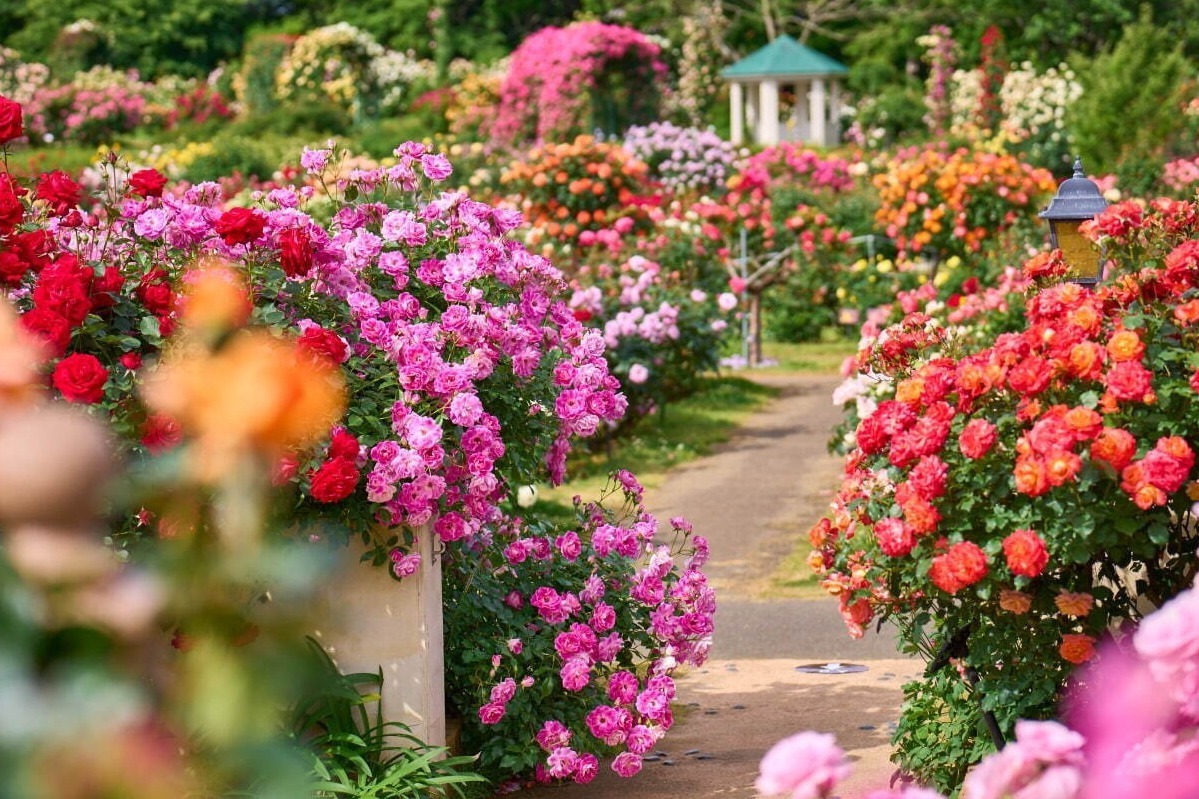 不思議の国のアリス｜京成バラ園の23年秋イベント、まるで“無重力”バラに囲まれるフォトスポット＆ハロウィンのライトアップ