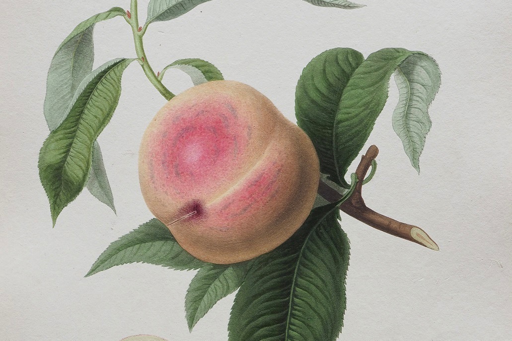 特別展｜特別展「おいしいボタニカル・アート」広島県立美術館で - “食”にまつわる精緻な植物画を展示