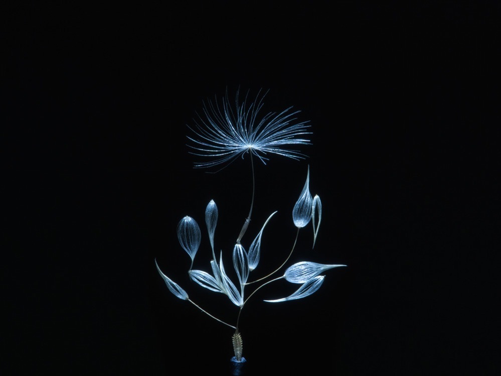 (euglena) watage20210101 《aloof6》 2021年