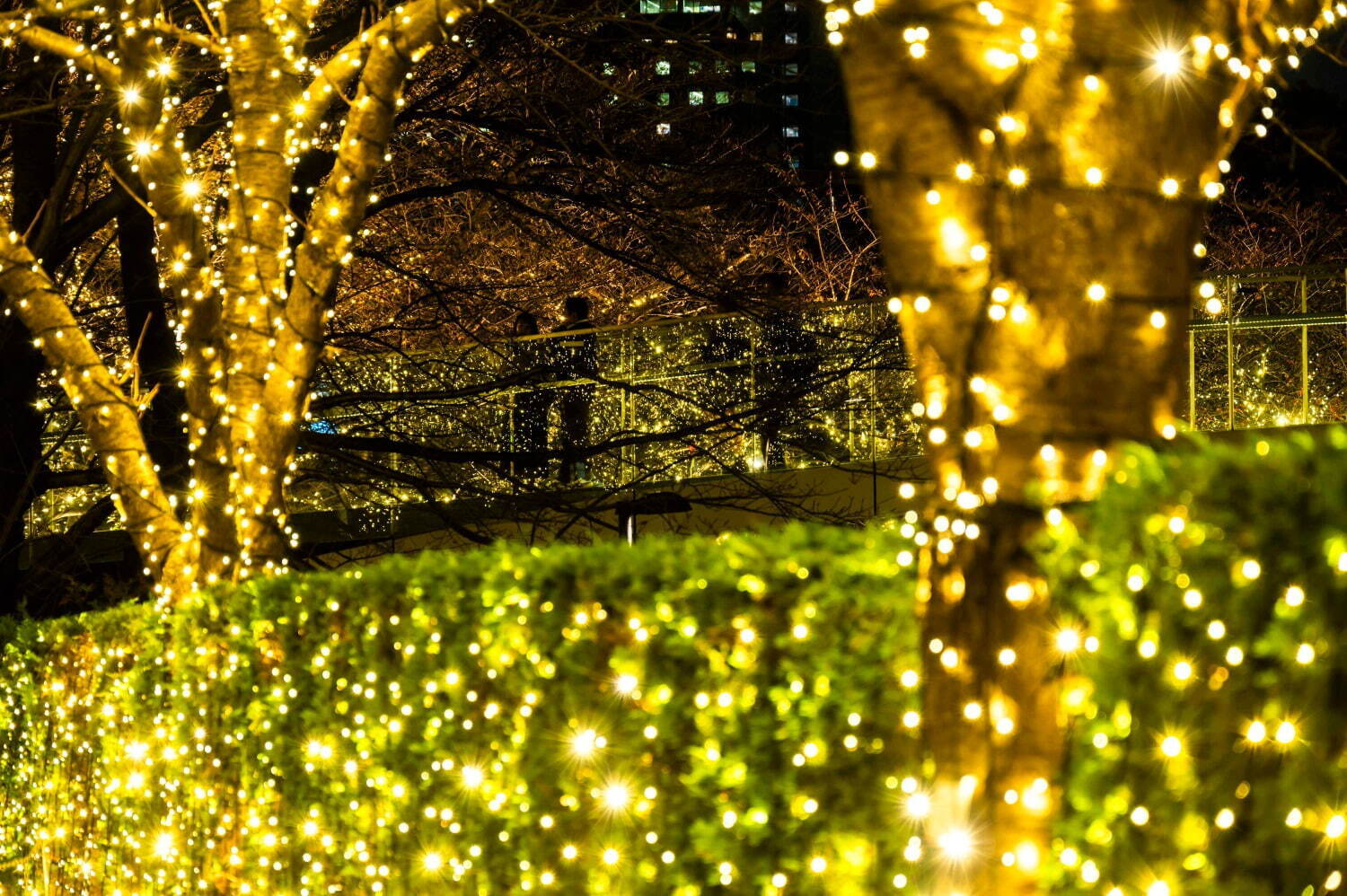 東京ミッドタウン“ゴールドに輝く”クリスマスイルミネーション、コーチとのコラボスケートリンクも｜写真11