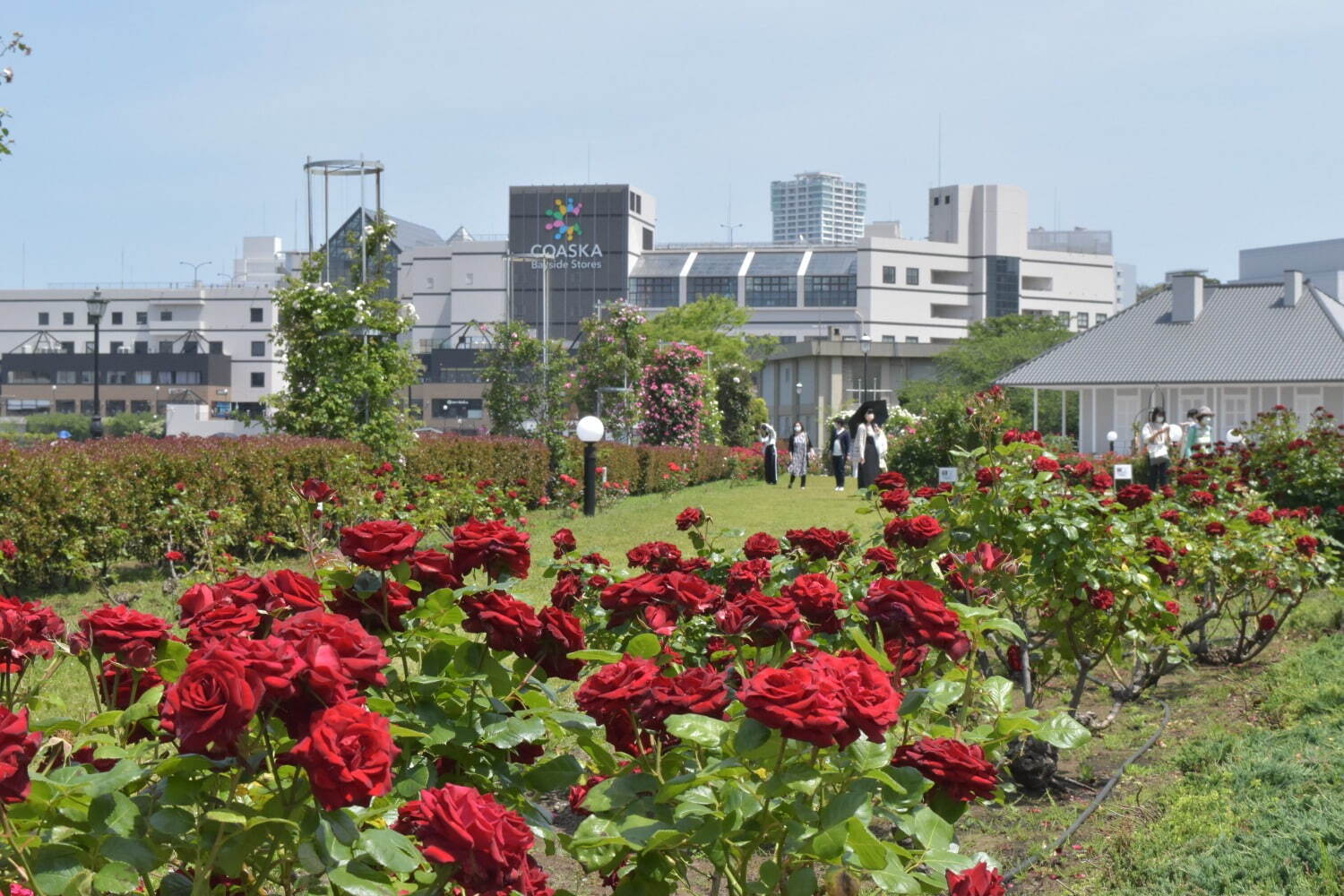 横須賀市ヴェルニー公園「秋のローズフェスタ」色も香りも濃い約130種類の秋バラが見ごろに｜写真4