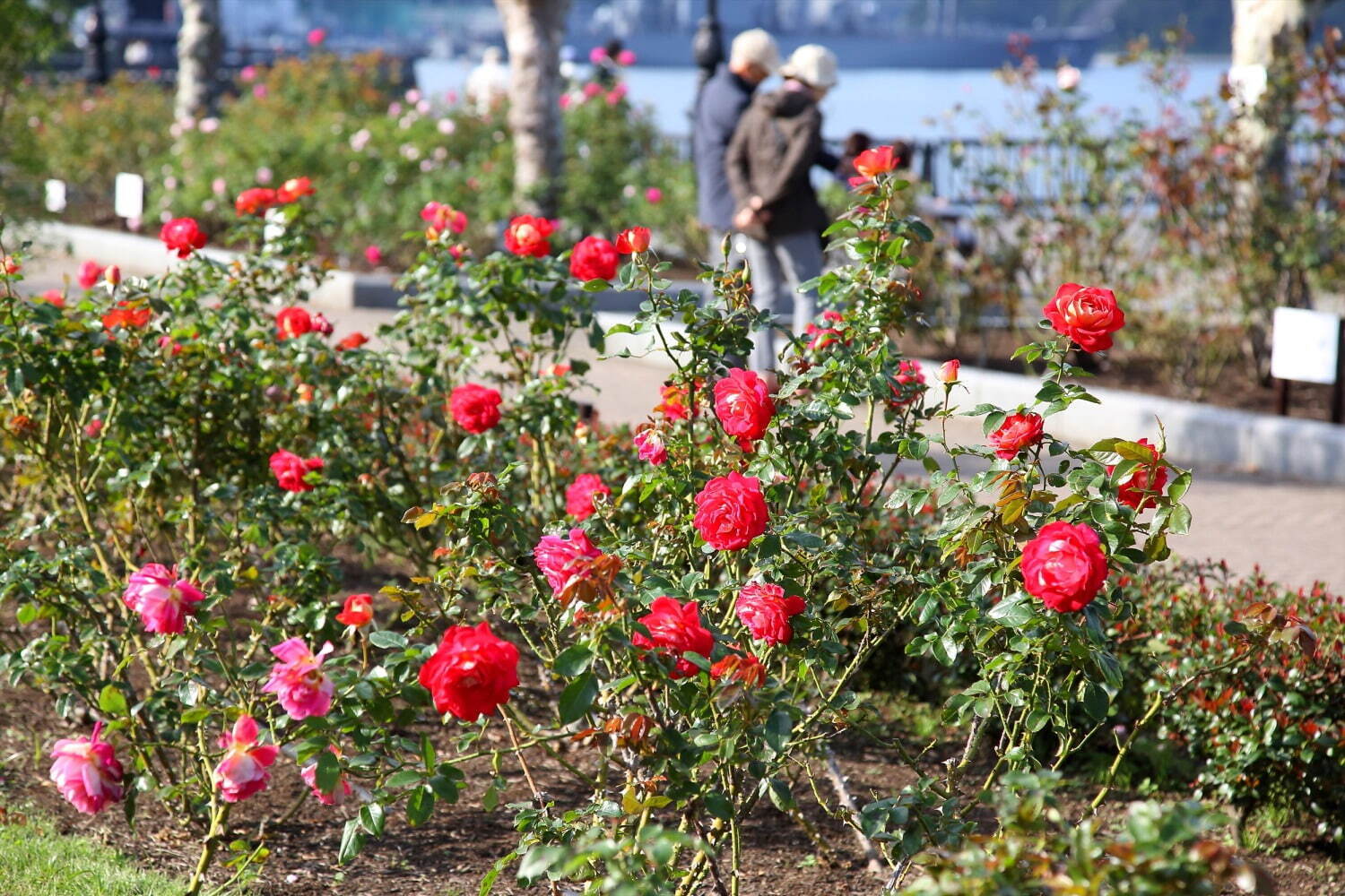 横須賀市ヴェルニー公園「秋のローズフェスタ」色も香りも濃い約130種類の秋バラが見ごろに｜写真2