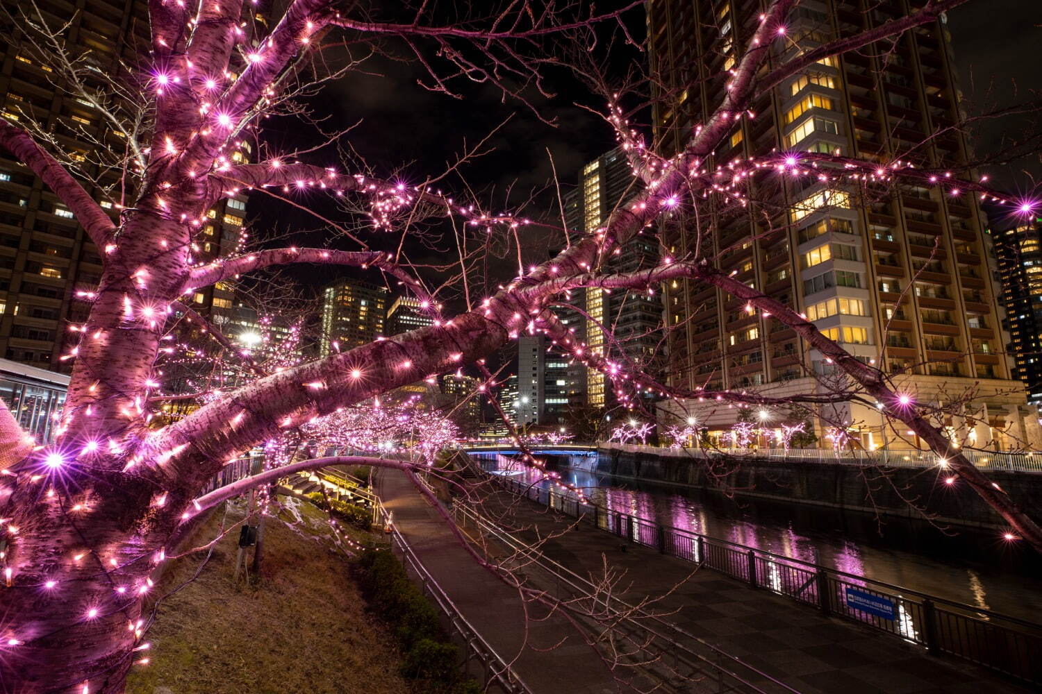 「目黒川みんなのイルミネーション2023」“冬の桜”が川沿いを彩る、約38万球のLEDが点灯｜写真1