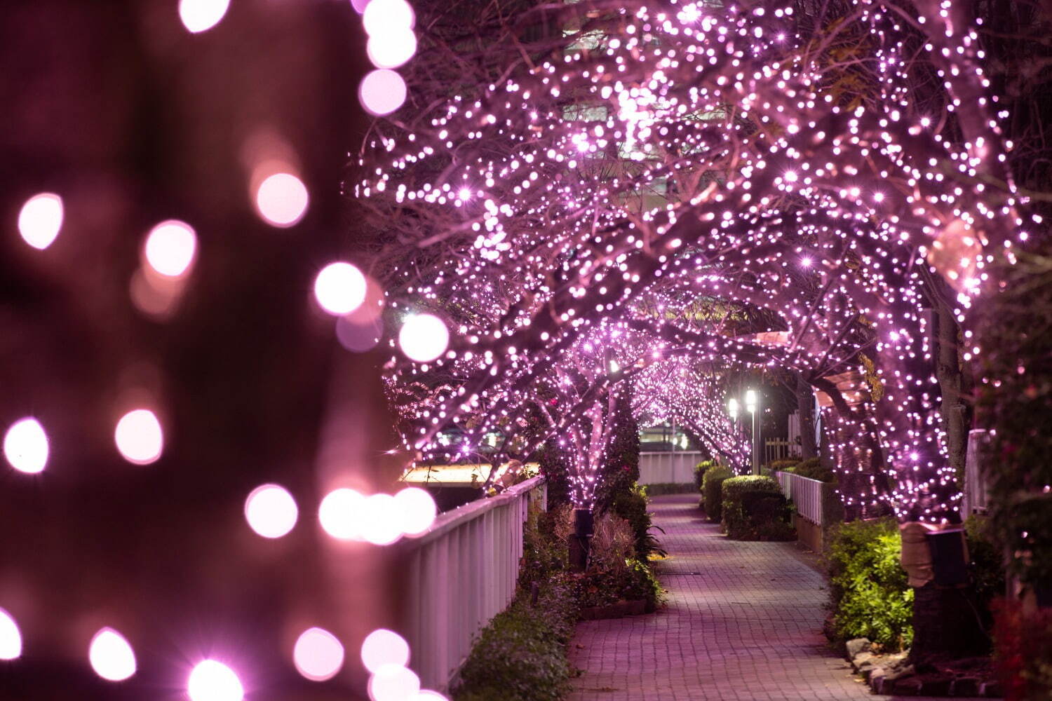 「目黒川みんなのイルミネーション2023」“冬の桜”が川沿いを彩る、約38万球のLEDが点灯｜写真2