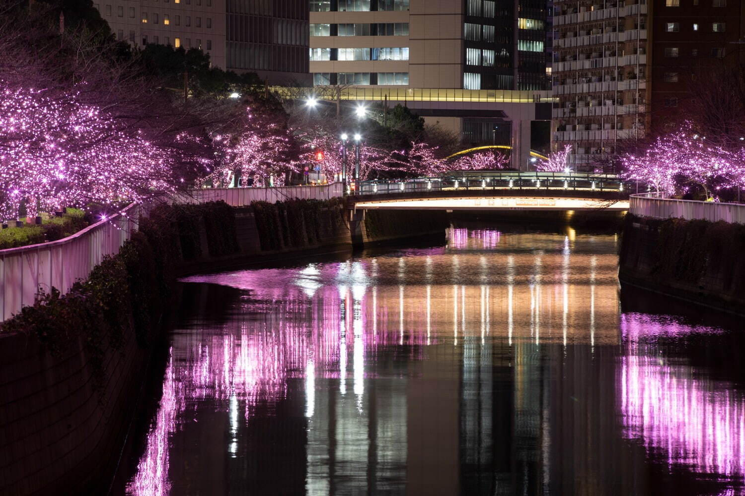 「目黒川みんなのイルミネーション2023」“冬の桜”が川沿いを彩る、約38万球のLEDが点灯｜写真3