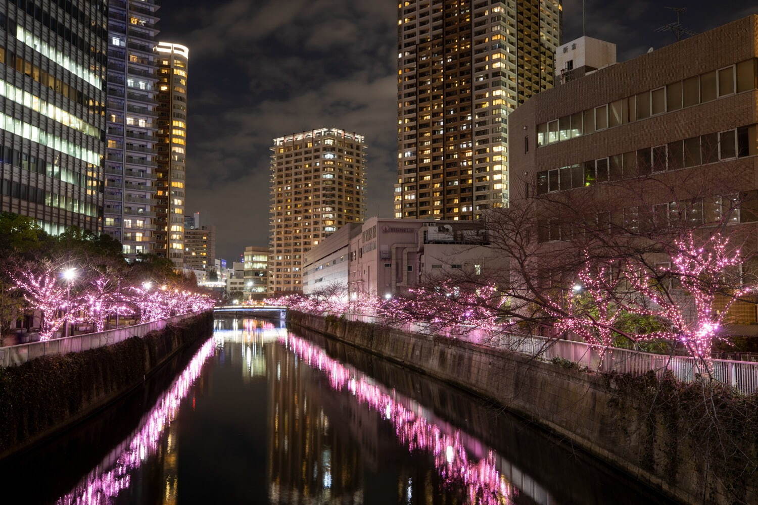 「目黒川みんなのイルミネーション2023」“冬の桜”が川沿いを彩る、約38万球のLEDが点灯｜写真5