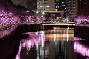 「目黒川みんなのイルミネーション2023」“冬の桜”が川沿いを彩る、約38万球のLEDが点灯｜写真3