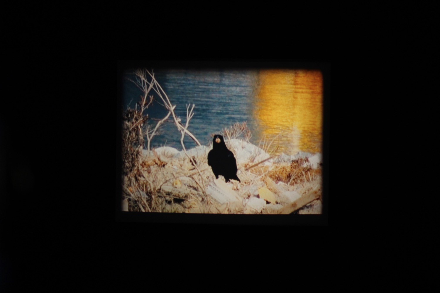 美術館｜映像作家・荒木悠の個展が十和田市現代美術館で - 異文化間の誤訳、オリジナルと複製をめぐる新たな展開