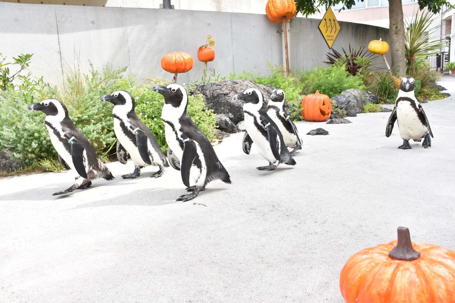 横浜・八景島シーパラダイス、ハロウィン仕様の5万尾イワシショーやペンギンの“かぼちゃ道”パレード｜写真0