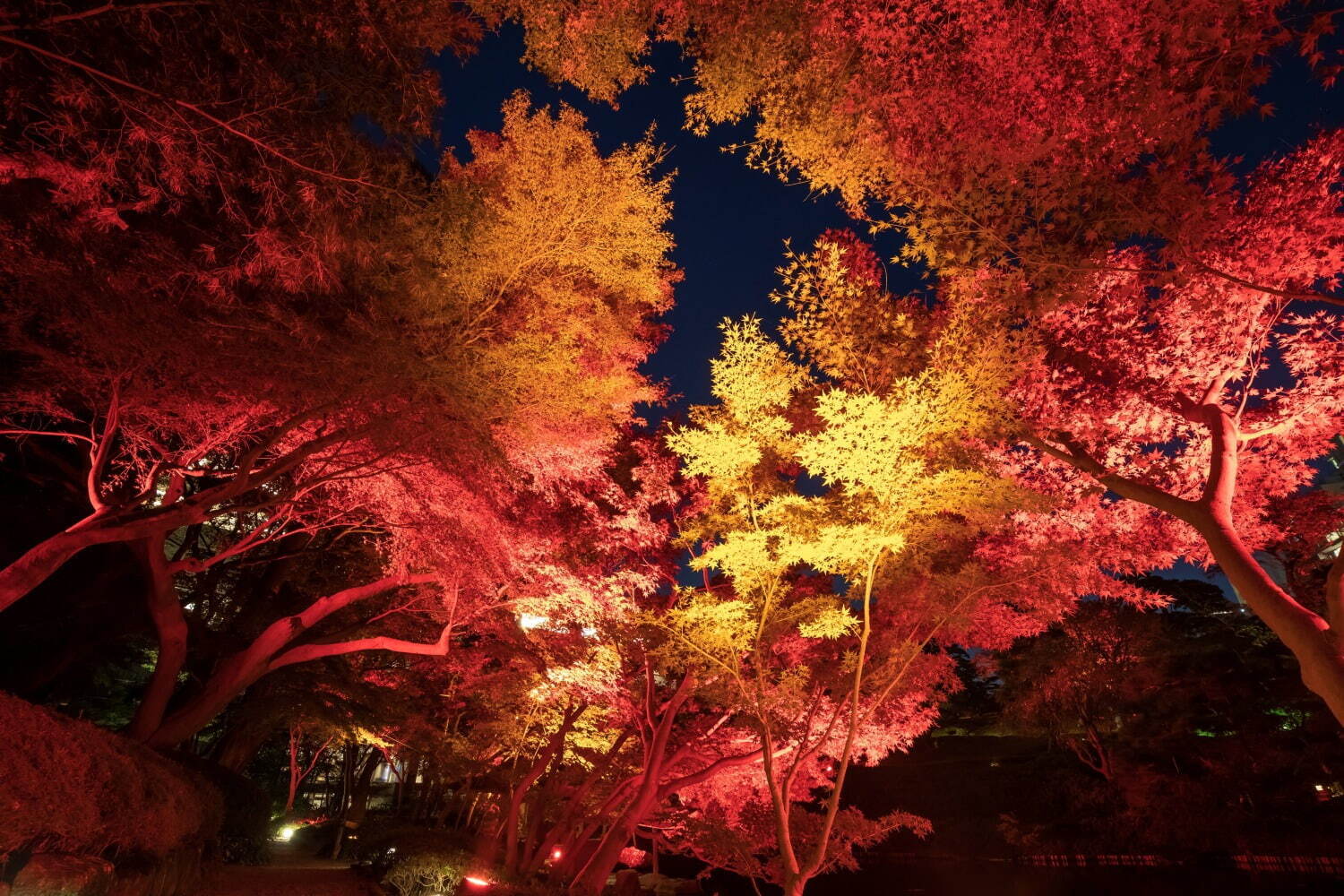 八芳園の秋イベント「トウキョウレッドガーデン」歴史ある日本庭園が赤一色に染まるライトアップ｜写真3