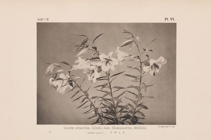 博物館｜明治期の写真師・小川一眞の展覧会が東京・印刷博物館で - 近代日本における写真製版の発展を紹介