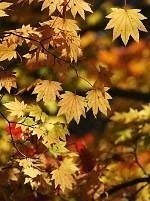 神戸「六甲高山植物園」23年の紅葉が見ごろに、土日祝限定で夜間ライトアップも｜写真3