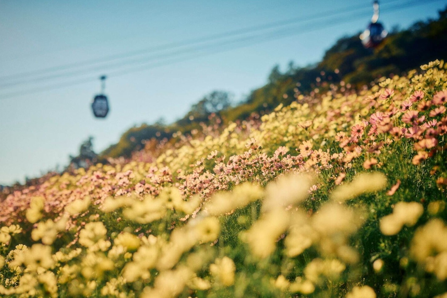 フラワーパーク(花庭園)｜神戸布引ハーブ園「コスモス」約6,700株が見頃に、淡い黄色＆ピンクの色合いのオレンジキャンパスなど