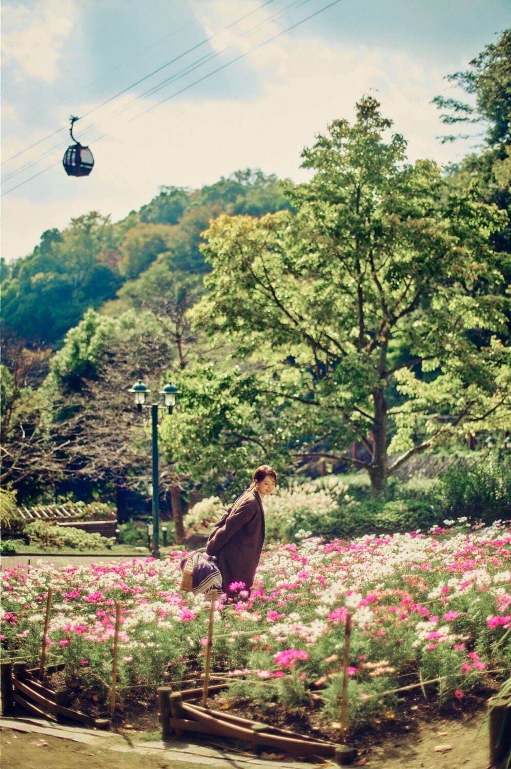 神戸布引ハーブ園「コスモス」約6,700株が見頃に、淡い黄色＆ピンクの色合いのオレンジキャンパスなど｜写真5