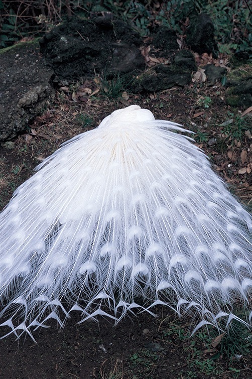 中平卓馬 《無題 #445》 2010年 東京国立近代美術館
©Gen Nakahira