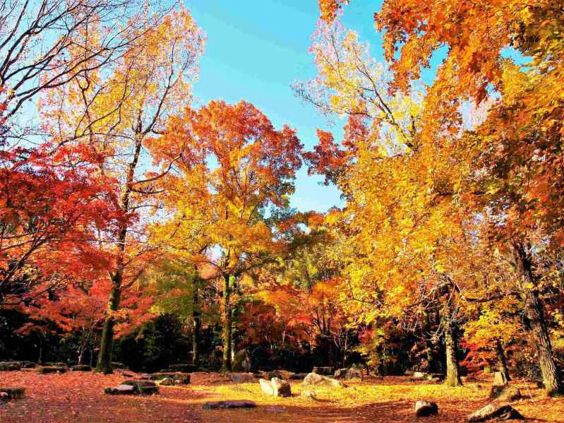 大阪・万博記念公園「紅葉まつり」“紅色＆黄色”に染まる約1万本の紅葉、茶室の特別公開や野菜マルシェも｜写真3