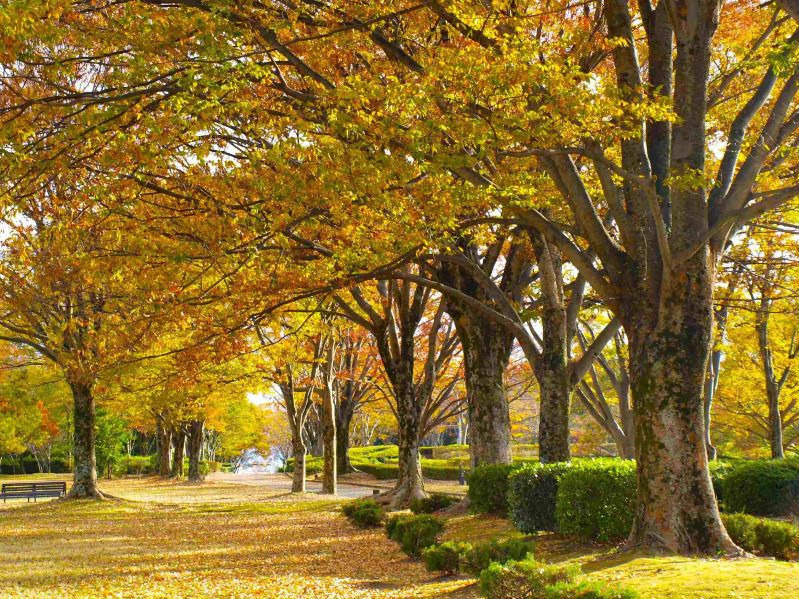 大阪・万博記念公園「紅葉まつり」“紅色＆黄色”に染まる約1万本の紅葉、茶室の特別公開や野菜マルシェも｜写真4