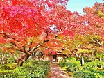 大阪・万博記念公園「紅葉まつり」“紅色＆黄色”に染まる約1万本の紅葉、茶室の特別公開や野菜マルシェも｜写真5