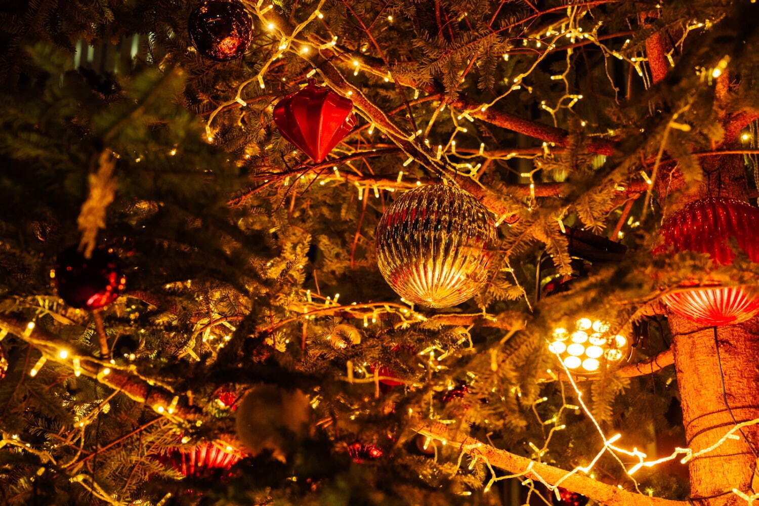 東京ガーデンテラス紀尾井町のイルミネーション2023、“ローズが輝く”クリスマスツリーなど｜写真9