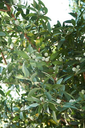 ミナ ペルホネン(minä perhonen) 2024年春夏ウィメンズコレクション  - 写真20