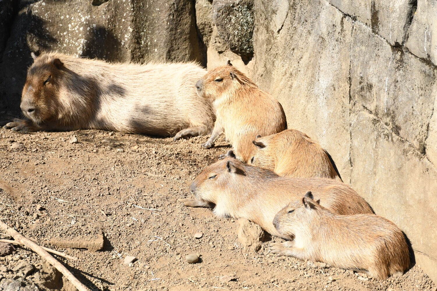 伊豆シャボテン動物公園「元祖カピバラの露天風呂」"生後約1ヶ月”カピバラの赤ちゃんが湯船初体験も｜写真4