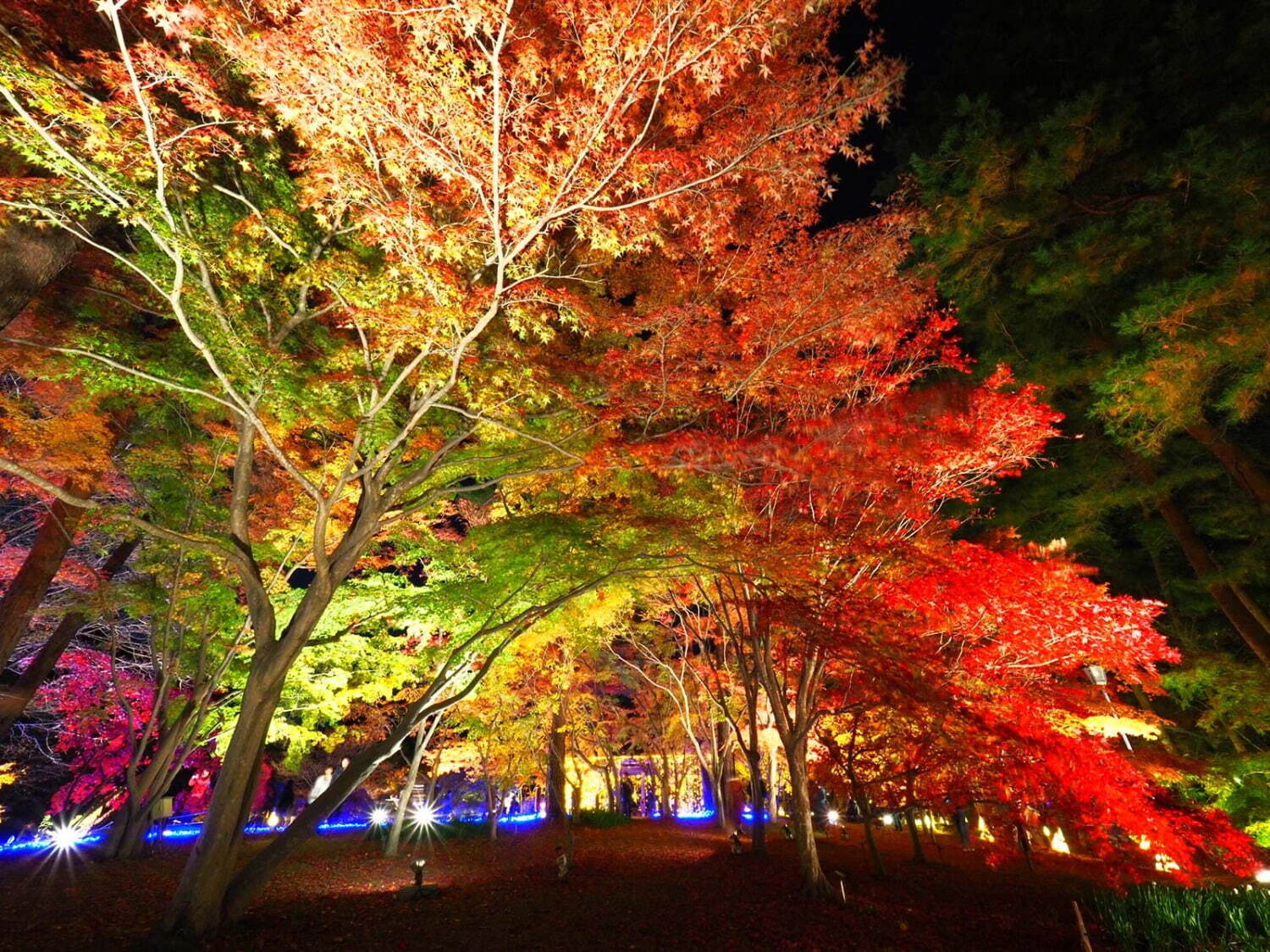 〈埼玉・国営武蔵丘陵森林公園〉カエデ約20種の紅葉ライトアップ「紅葉見ナイト」