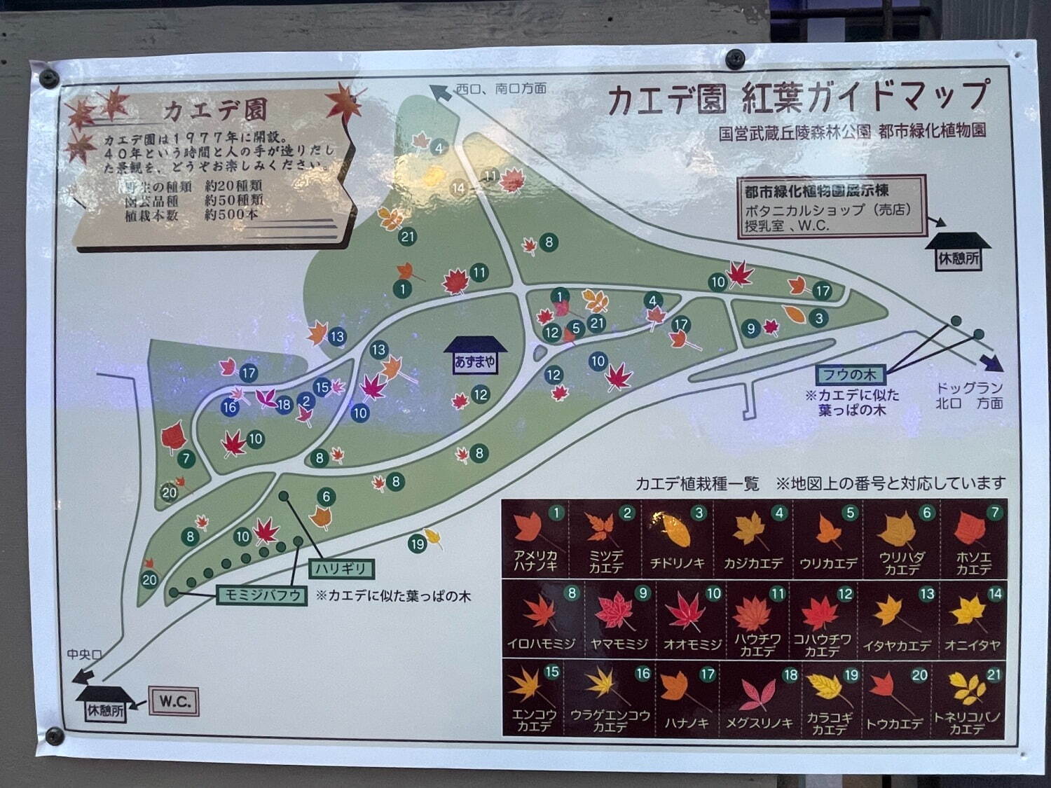 埼玉・国営武蔵丘陵森林公園「紅葉見ナイト」約20種・500本のカエデが多彩に色づく、紅葉ライトアップ｜写真9
