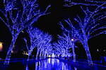 「青の洞窟 SHIBUYA」約77万球“青いイルミネーション”で彩る渋谷の街、クリスマスマーケットも｜写真4