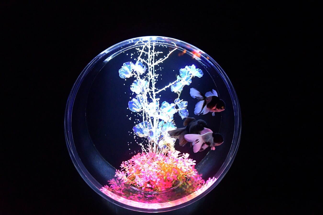 「アートアクアリウム美術館 GINZA」クリスマスイルミネーション、雪の結晶が彩る金魚の水槽｜写真3
