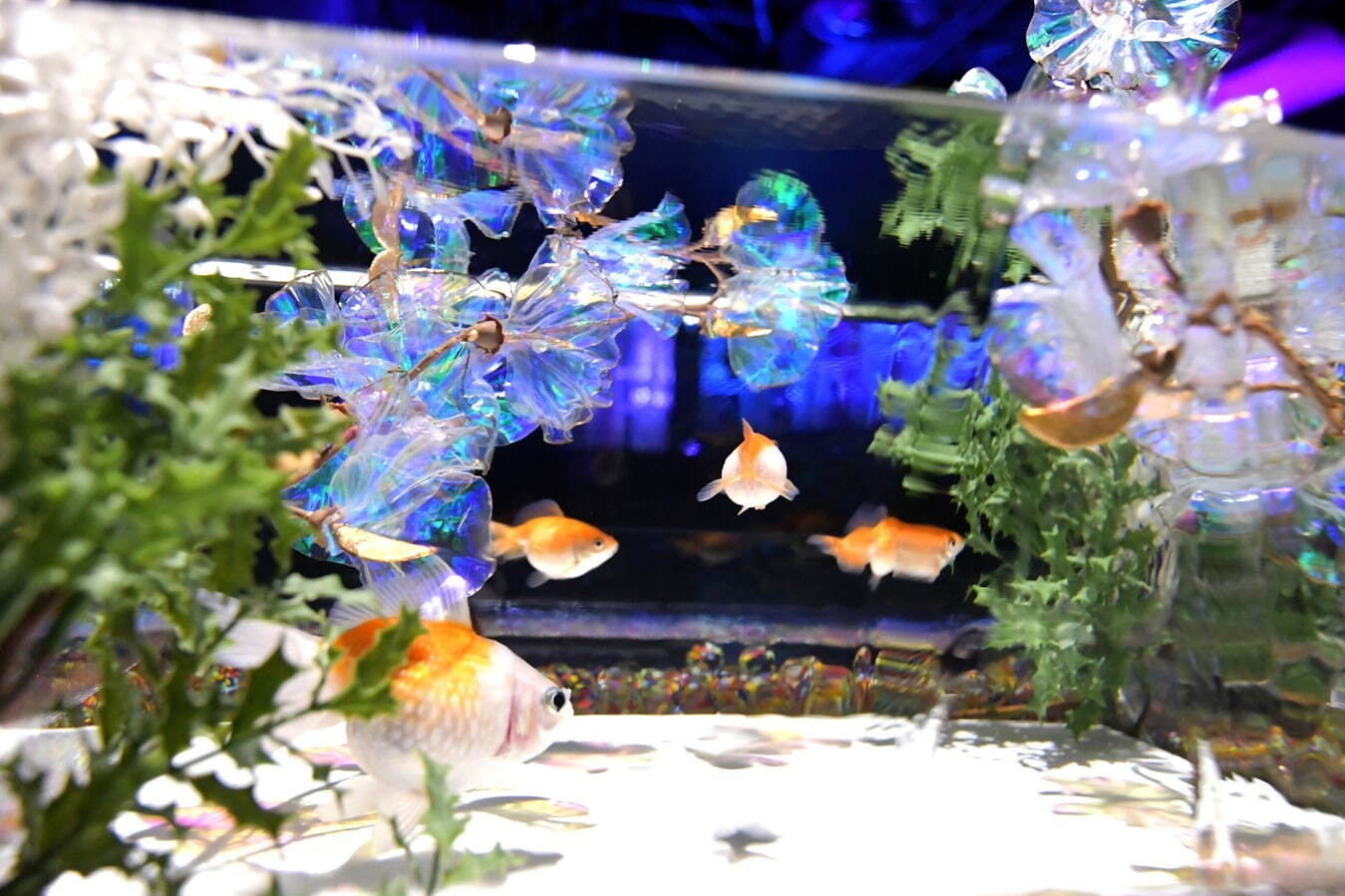 「アートアクアリウム美術館 GINZA」クリスマスイルミネーション、雪の結晶が彩る金魚の水槽｜写真6