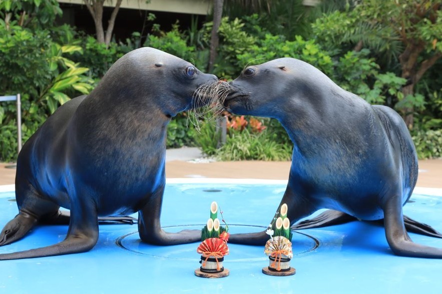 サンシャイン水族館の2024年正月、“タツノオトシゴの仲間＆紅白エビ”の限定水槽やオリジナル福袋も
