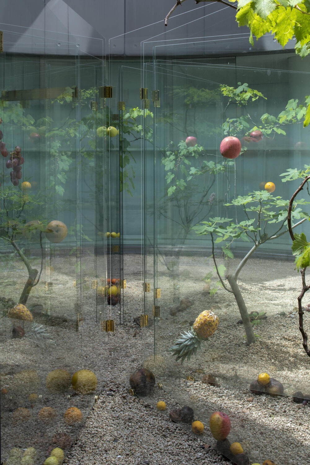和田礼治郎 《FORBIDDEN FRUIT》 2023年　強化ガラス、真鍮、果物、植物
展示風景：広島市現代美術館　撮影：表恒匡
