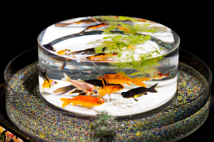 約5000匹の金魚が泳ぐ水中アート「アートアクアリウム2014」開催｜写真5