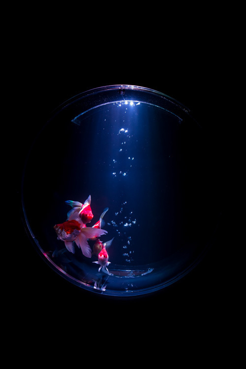 約5000匹の金魚が泳ぐ水中アート「アートアクアリウム2014」開催｜写真14
