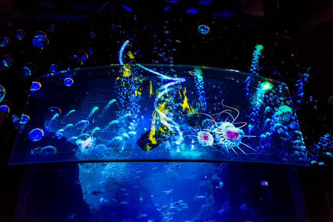 世界初！3Dで体験する“夜の水族館” 新江ノ島水族館で「ナイトアクアリウム」開催 | 写真